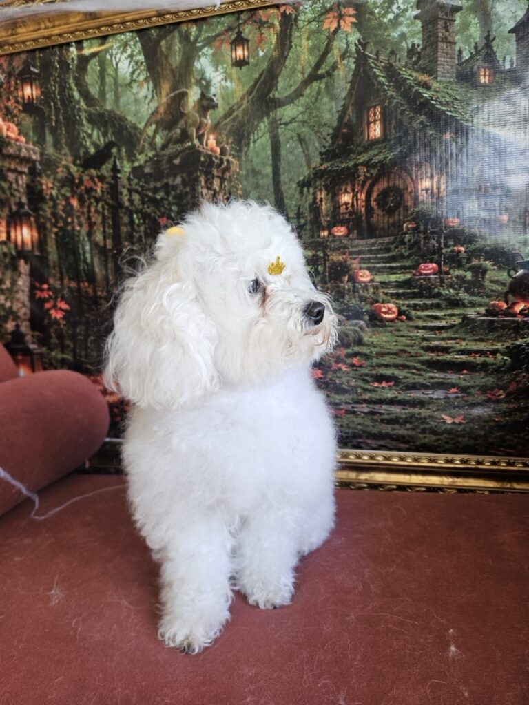 Cristal na Realeza Pets, foto 50