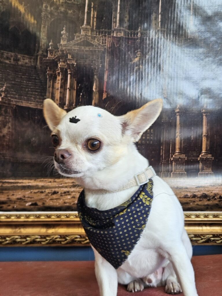 Fred na Realeza Pets, foto 19
