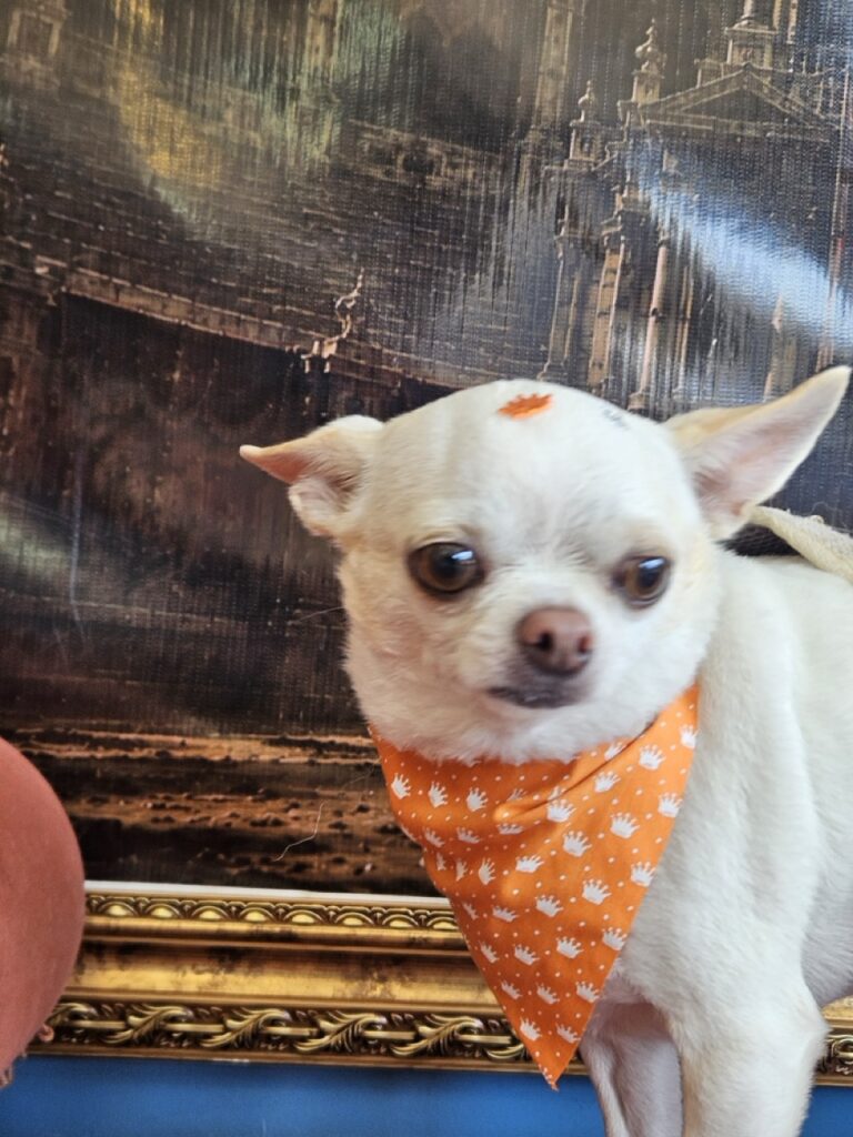 Tedy na Realeza Pets, foto 17
