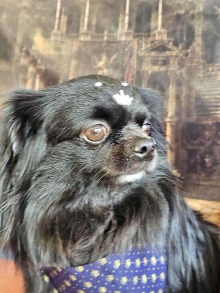 Black na Realeza Pets, foto 20