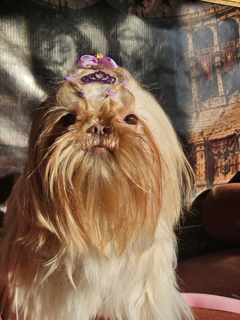 Aurora Catarina na Realeza Pets, foto 31