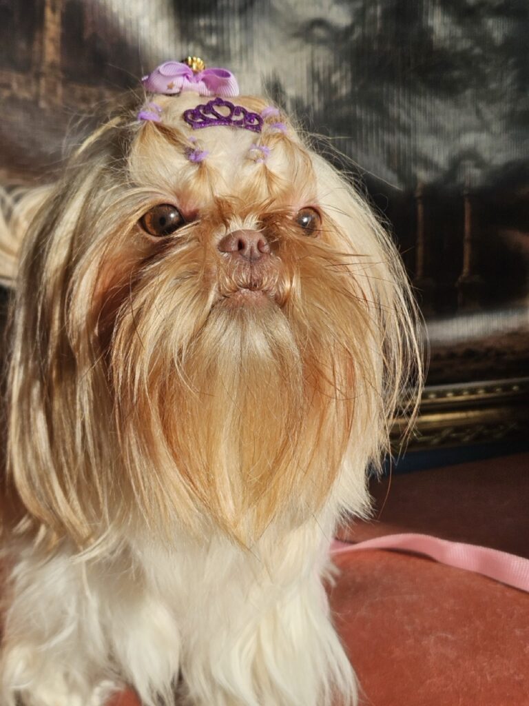 Aurora Catarina na Realeza Pets, foto 32