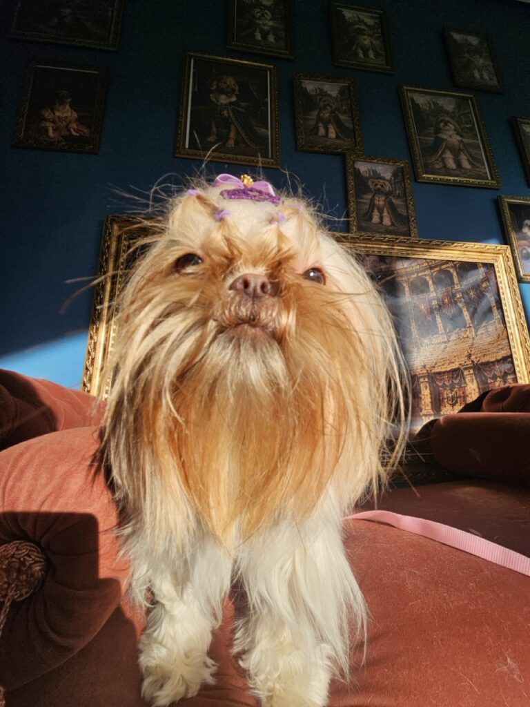 Aurora Catarina na Realeza Pets, foto 33