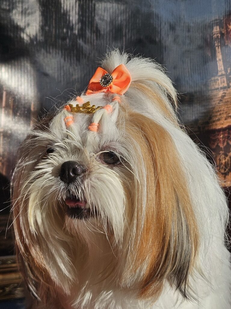 Amora Louise na Realeza Pets, foto 34