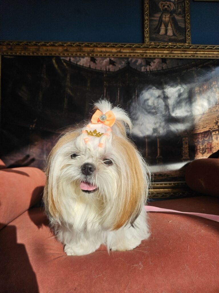 Amora Louise na Realeza Pets, foto 36