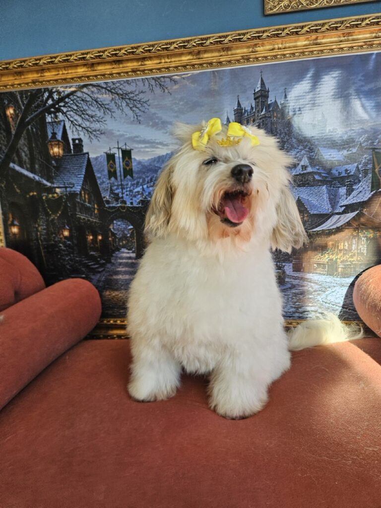 Alice na Realeza Pets, foto 10