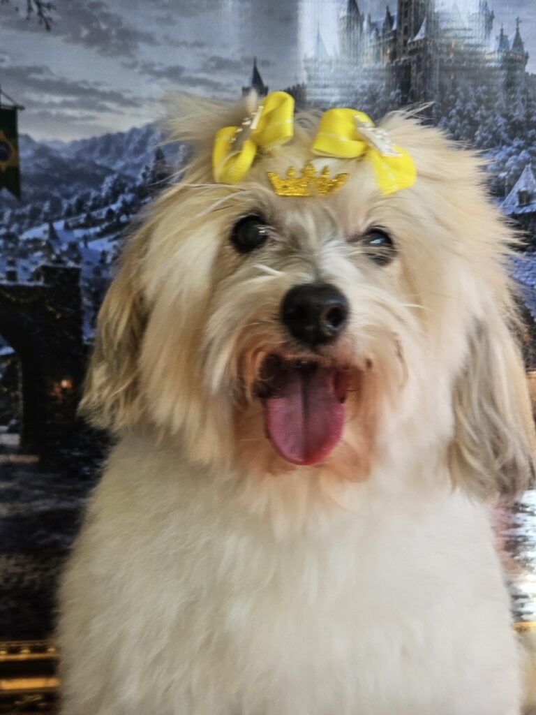 Alice na Realeza Pets, foto 11