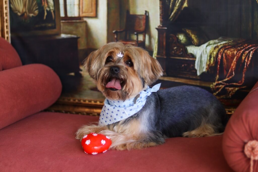 Fred na Realeza Pets, foto 15