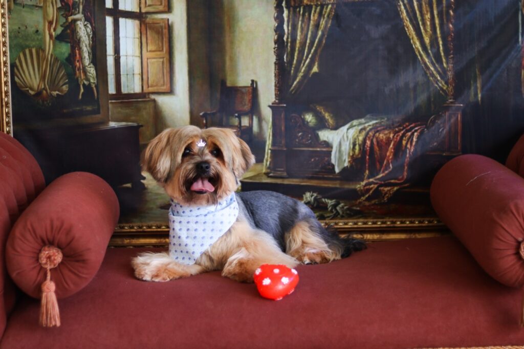 Fred na Realeza Pets, foto 17