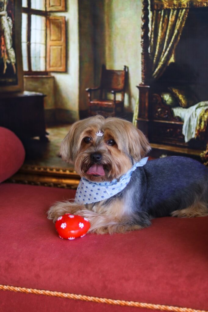 Fred na Realeza Pets, foto 22