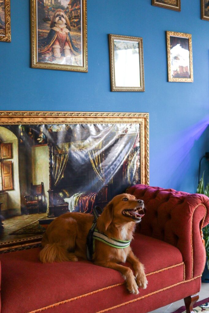 Apollo na Realeza Pets, foto 45