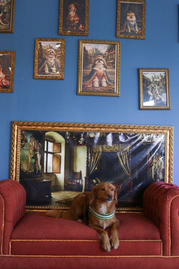 Apollo na Realeza Pets, foto 42