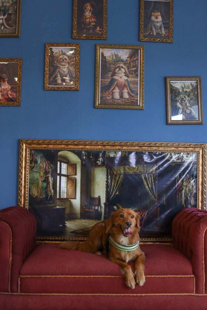 Apollo na Realeza Pets, foto 41