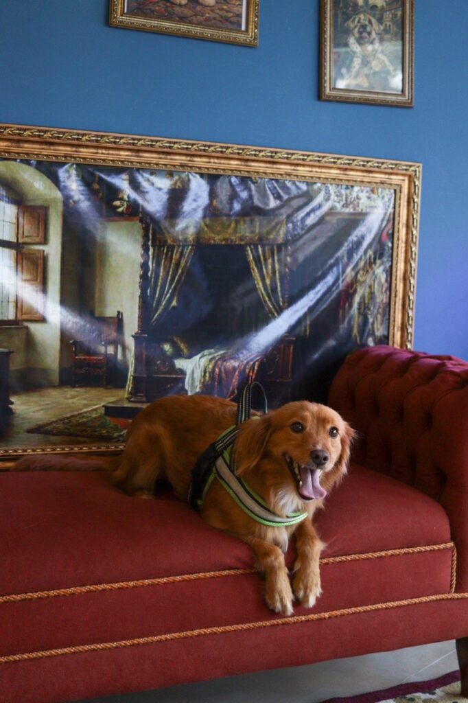 Apollo na Realeza Pets, foto 43