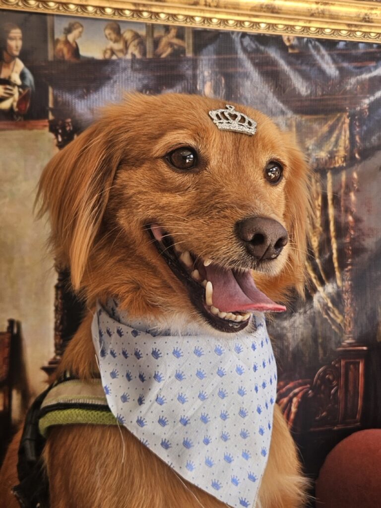 Apollo na Realeza Pets, foto 54