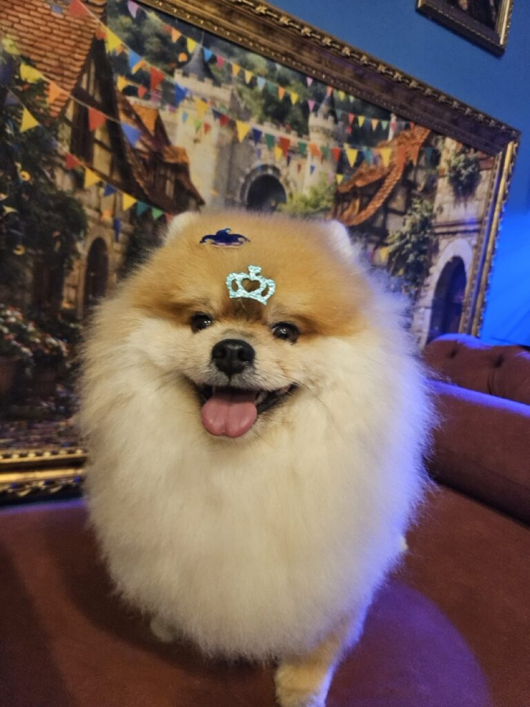 Kiko na Realeza Pets, foto 6