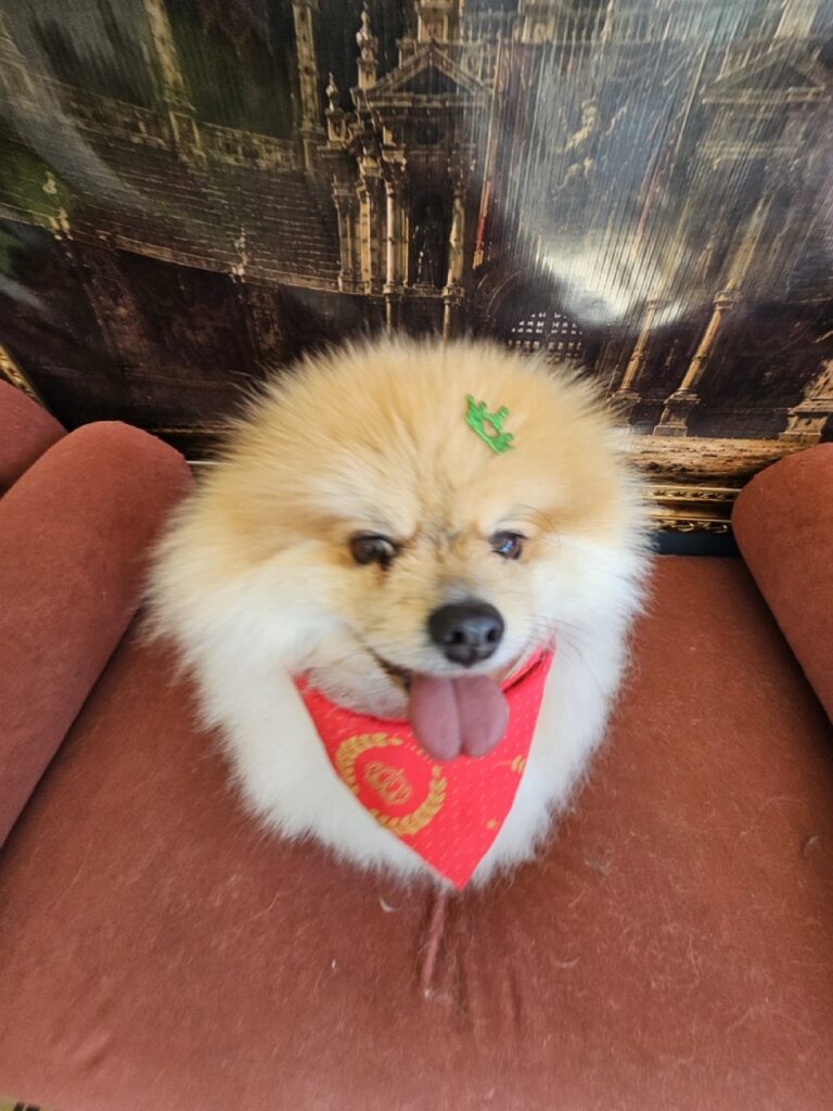 Kiko na Realeza Pets, foto 26