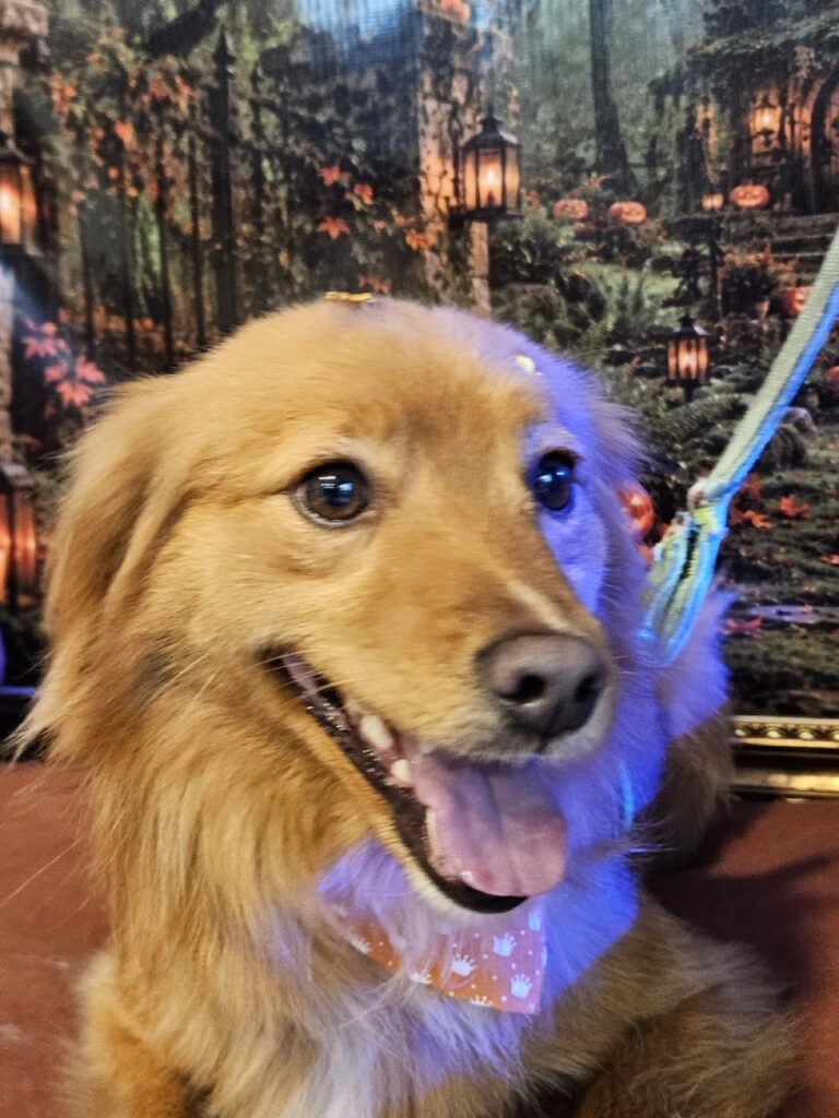 Apollo, SRD atendido na Realeza Pets
