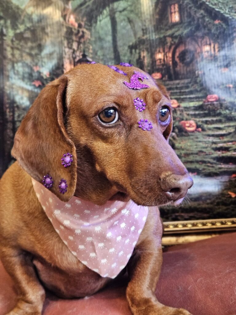 Lili, Dachshund atendido na Realeza Pets