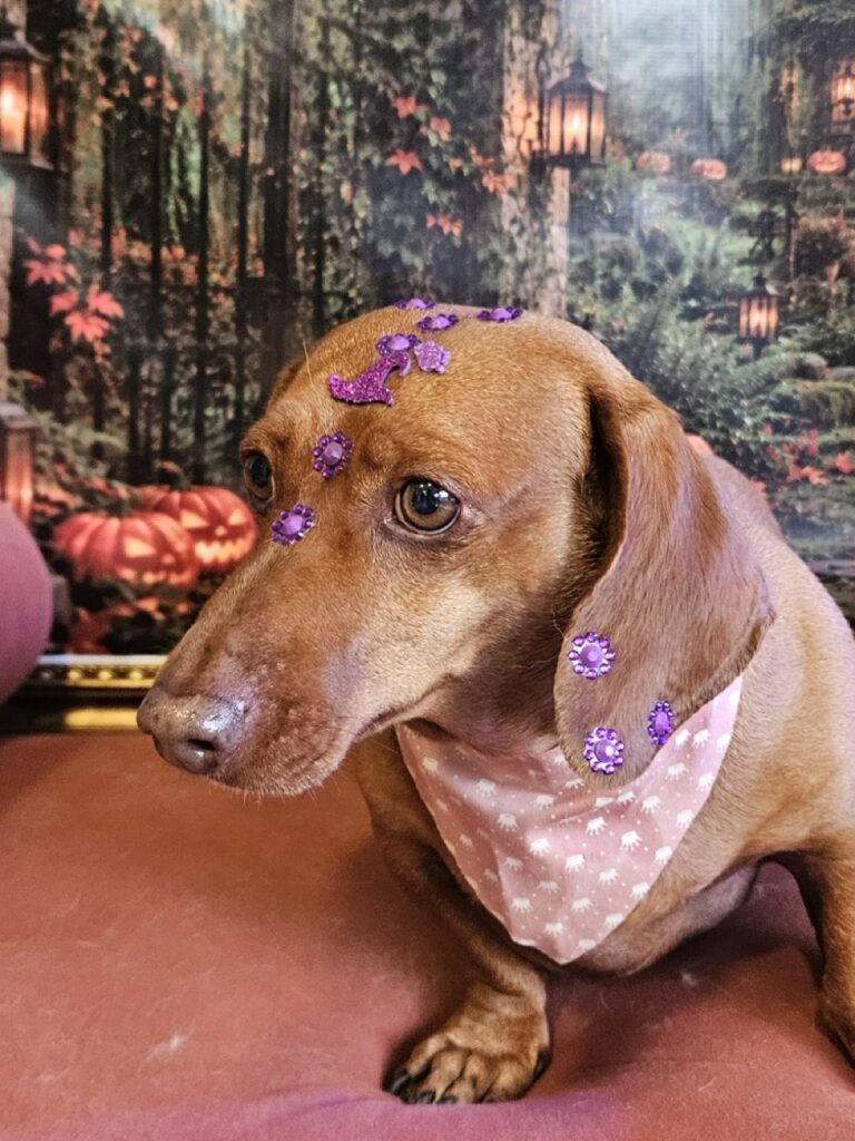 Lili na Realeza Pets, foto 15
