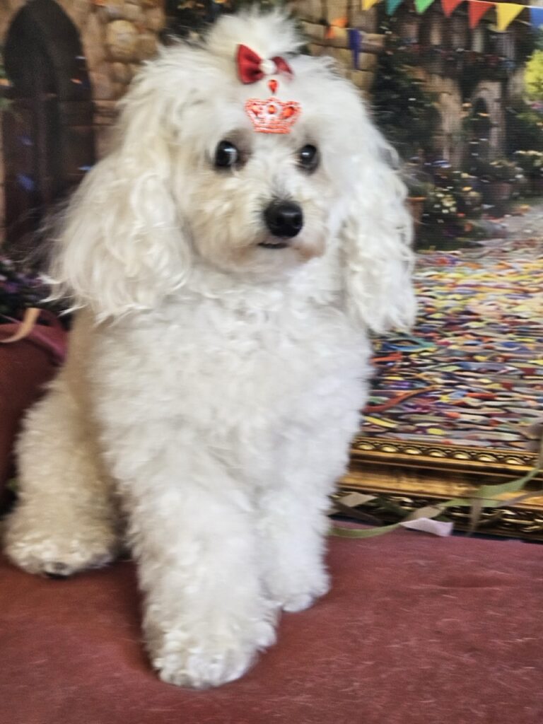 Cristal na Realeza Pets, foto 15