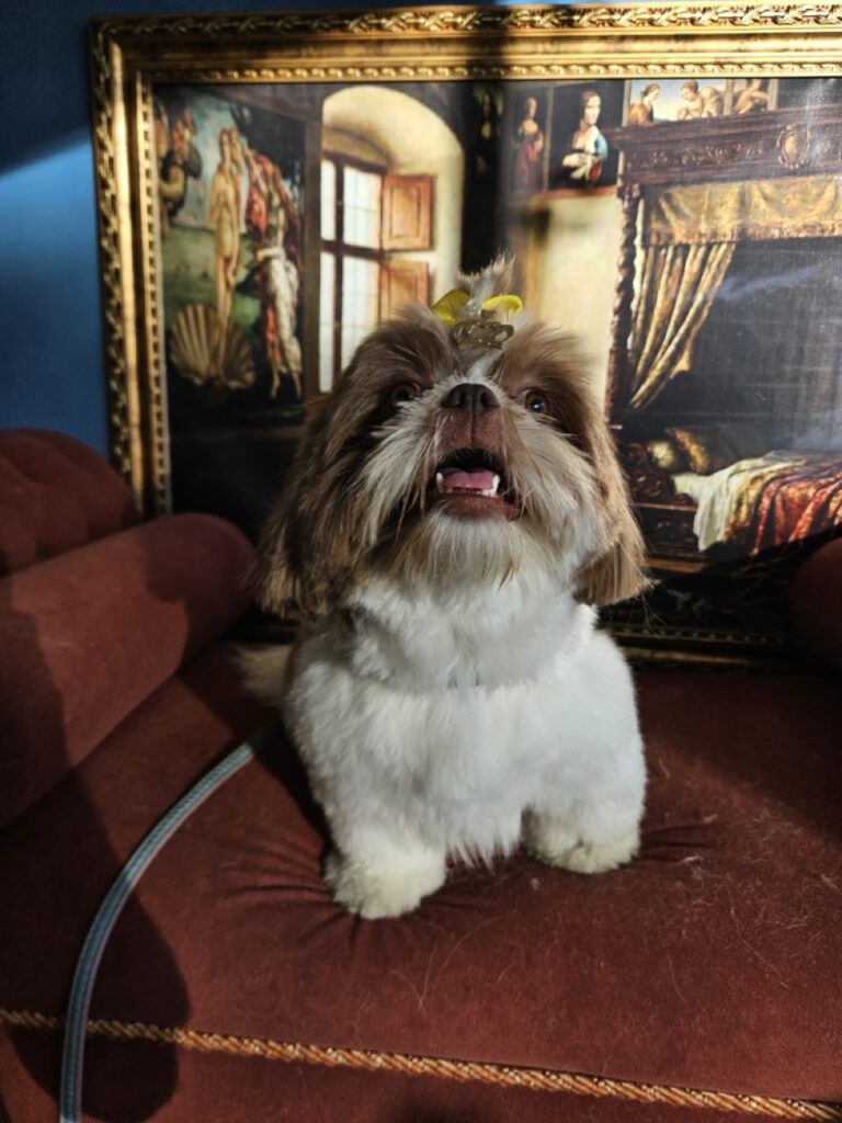 Mavie na Realeza Pets, foto 9