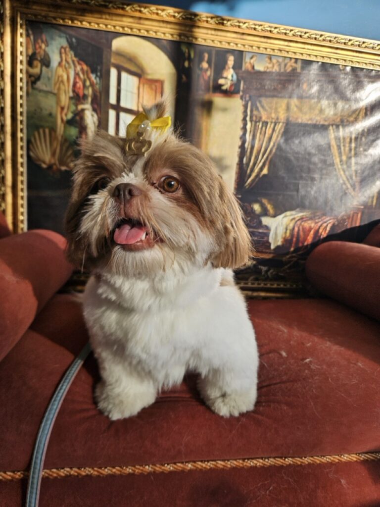 Mavie na Realeza Pets, foto 10