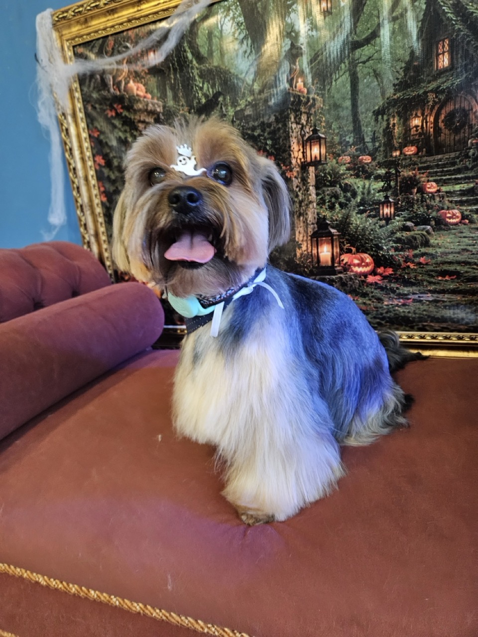 Fred, Yorkshire atendido na Realeza Pets