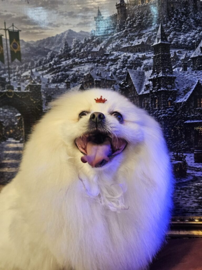 Zara, Spitz atendido na Realeza Pets