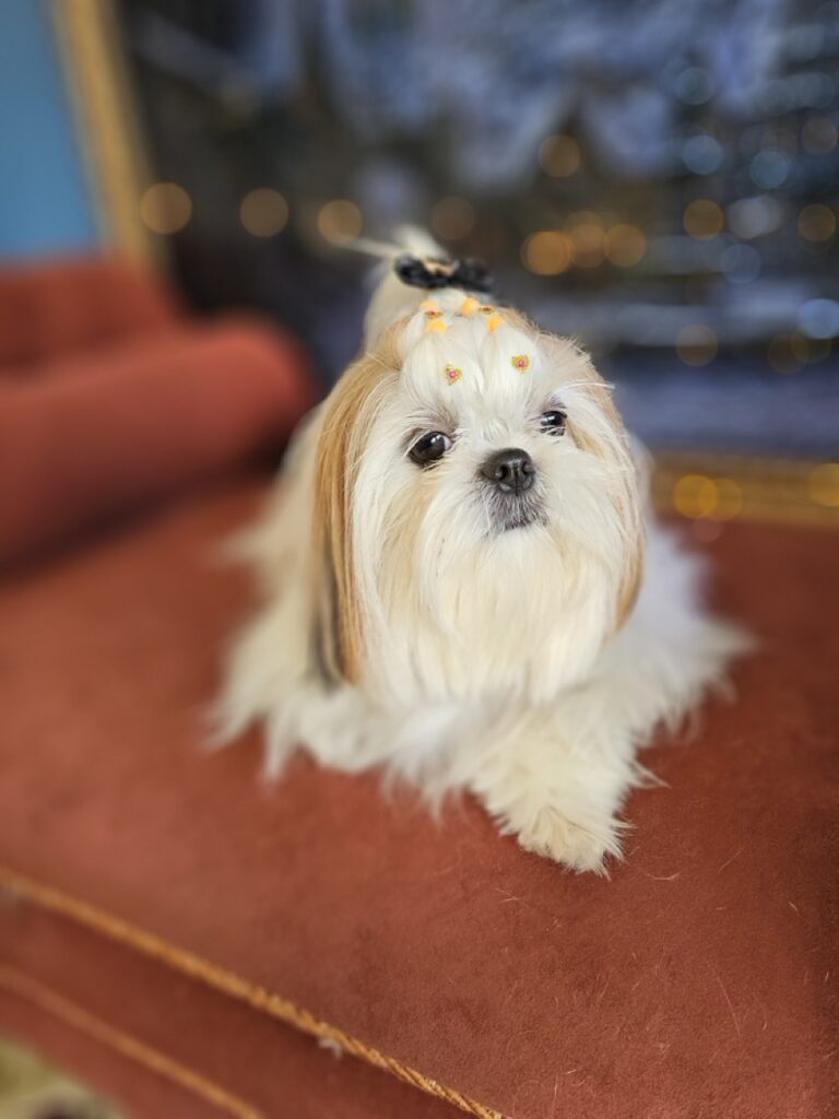 Amora Louise na Realeza Pets, foto 29