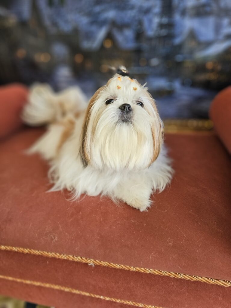 Amora Louise na Realeza Pets, foto 30