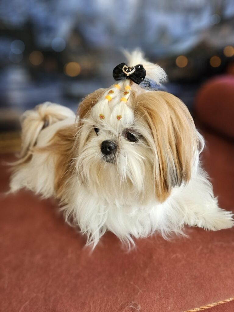 Amora Louise na Realeza Pets, foto 31