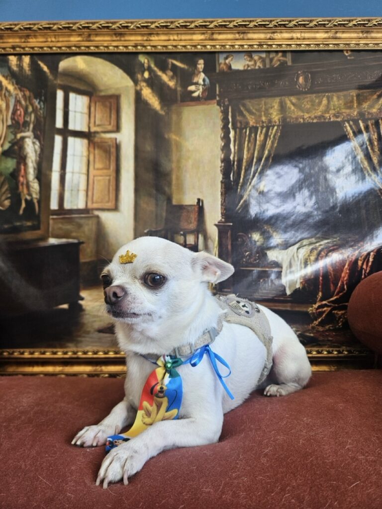 Fred na Realeza Pets, foto 9