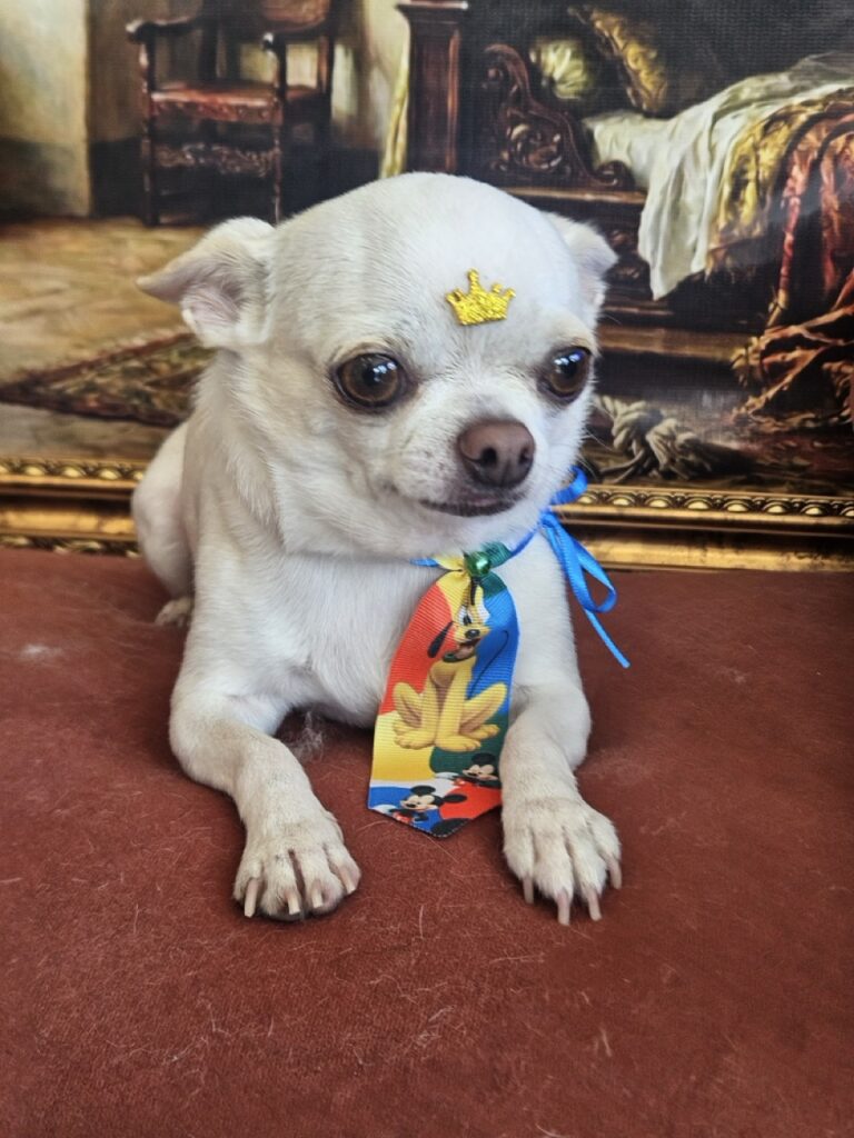 Fred na Realeza Pets, foto 8