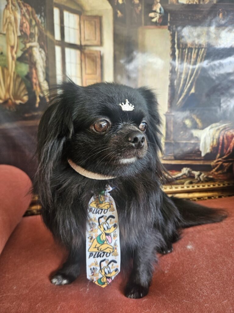 Black na Realeza Pets, foto 9