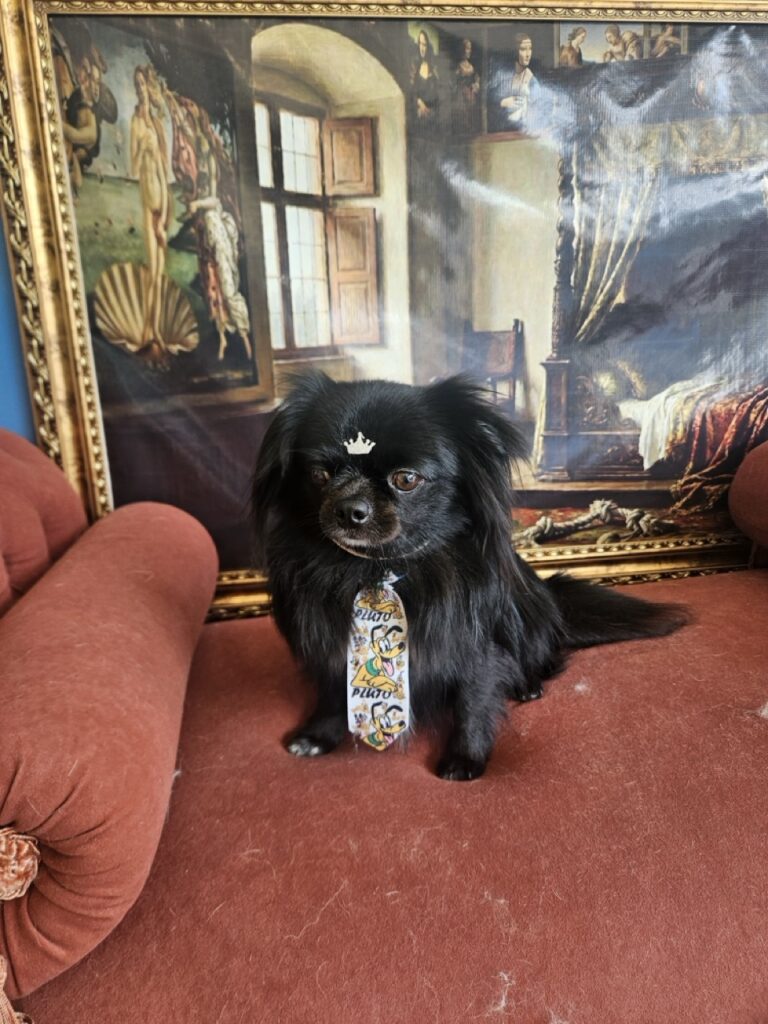 Black na Realeza Pets, foto 10