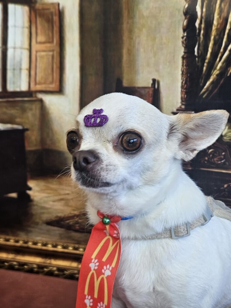 Tedy na Realeza Pets, foto 7