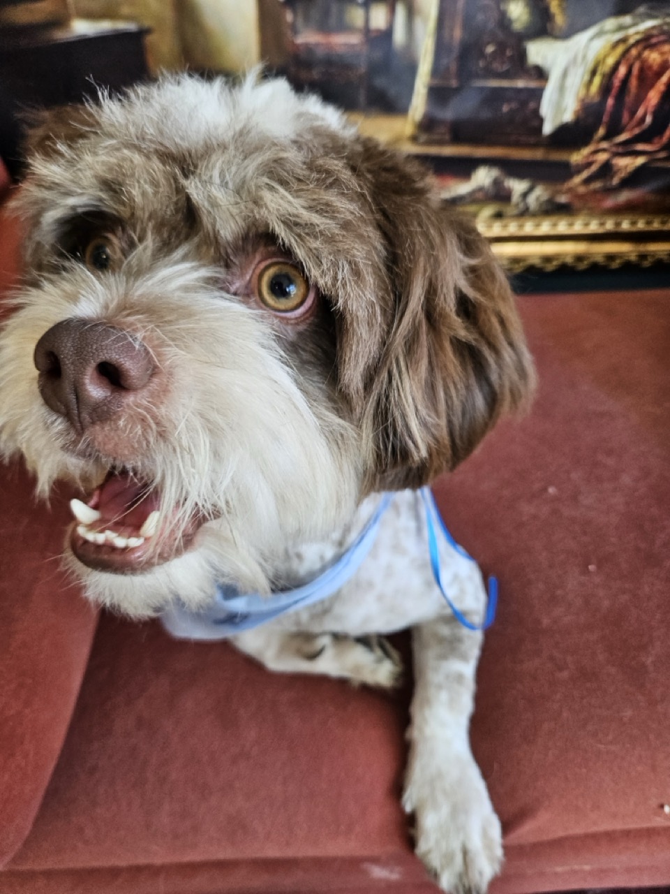 Tosa Tosa Total em Ted, Shih Tzu, feita na Realeza Pets