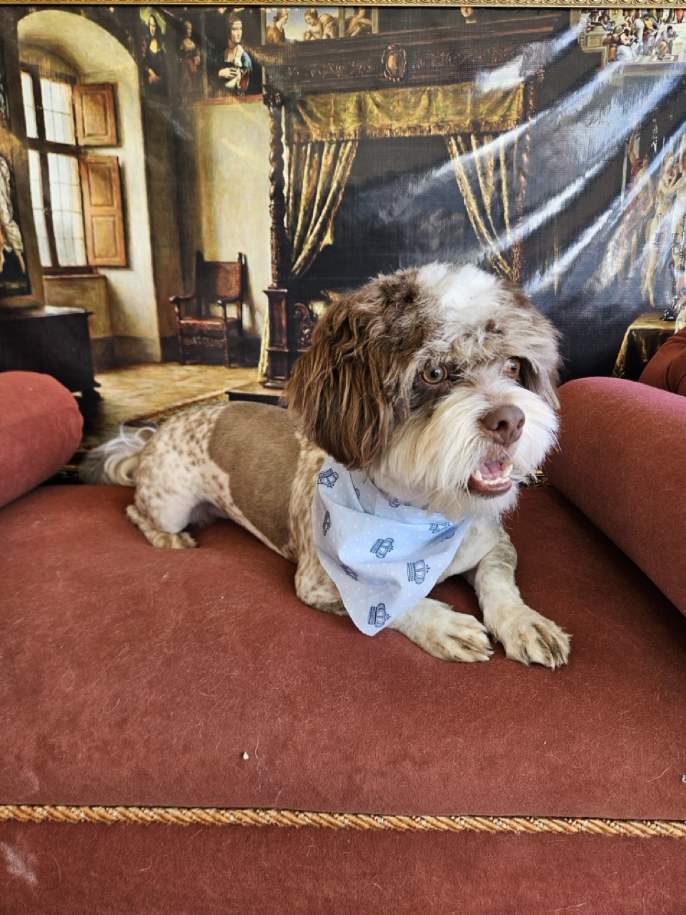 Tosa Tosa Total em Ted, Shih Tzu, feita na Realeza Pets