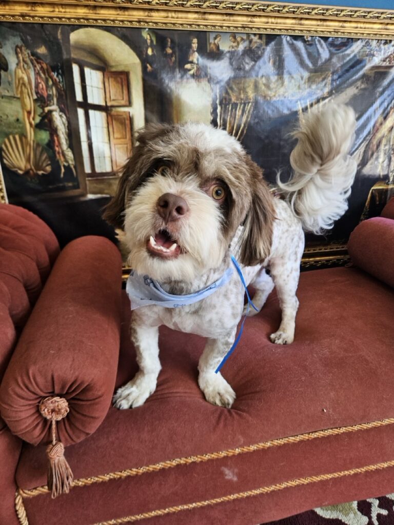 Ted na Realeza Pets, foto 6