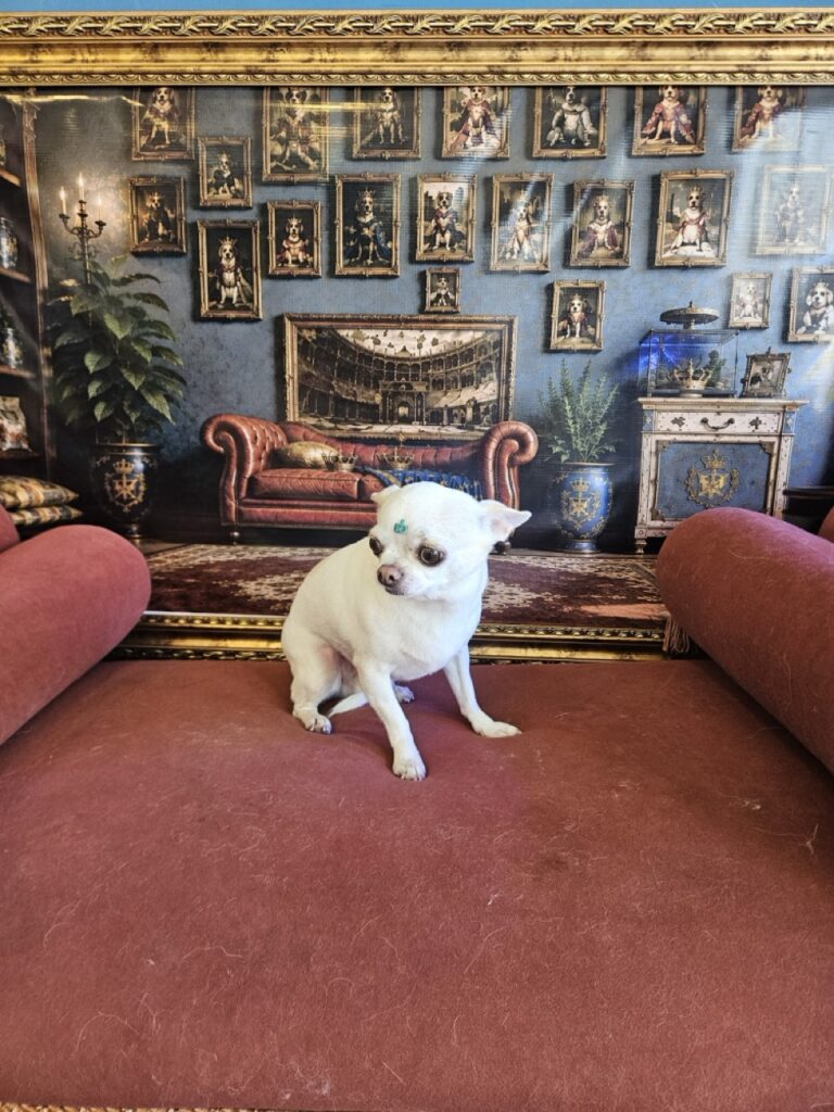 Tedy na Realeza Pets, foto 19