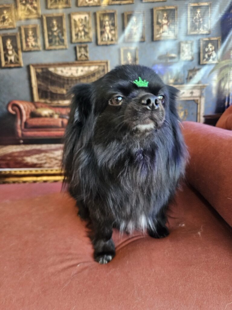 Black na Realeza Pets, foto 22