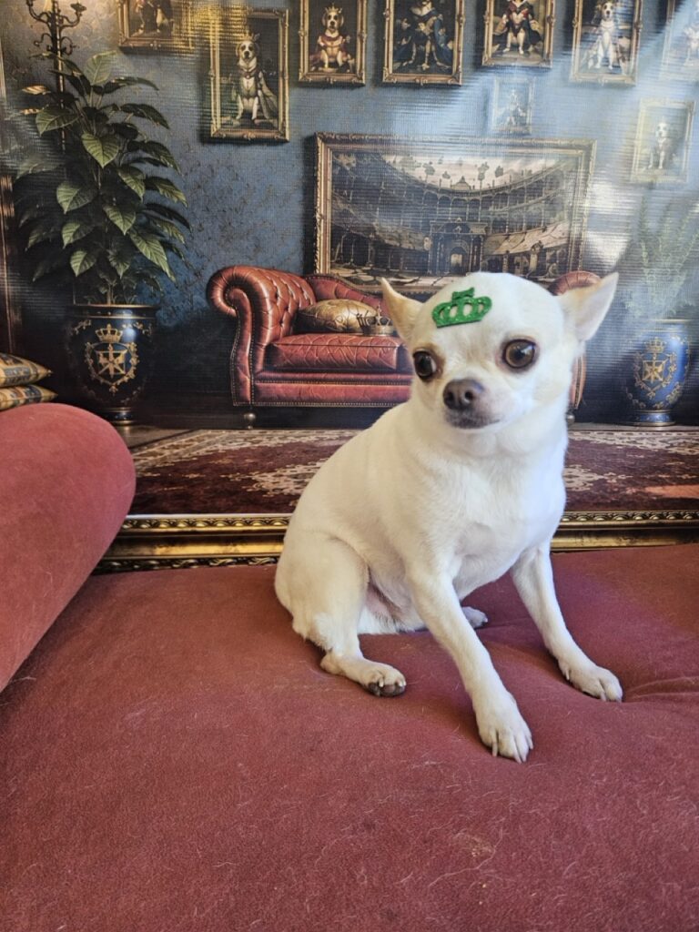 Fred, Chihuahua atendido na Realeza Pets