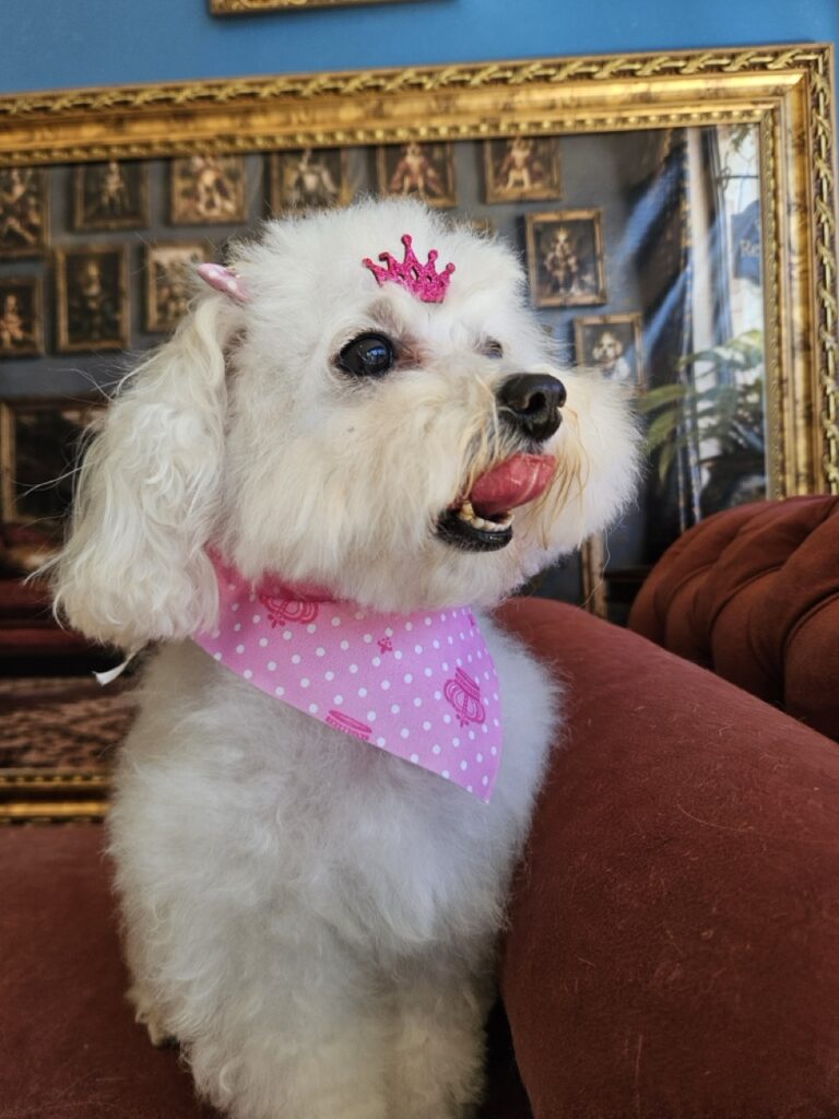 Cristal na Realeza Pets, foto 46