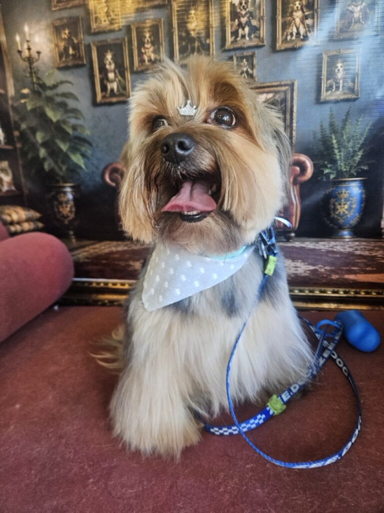 Fred na Realeza Pets, foto 51
