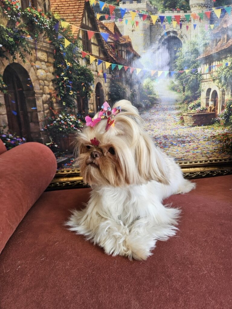 Aurora Catarina na Realeza Pets, foto 8