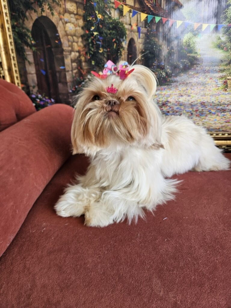 Aurora Catarina na Realeza Pets, foto 10
