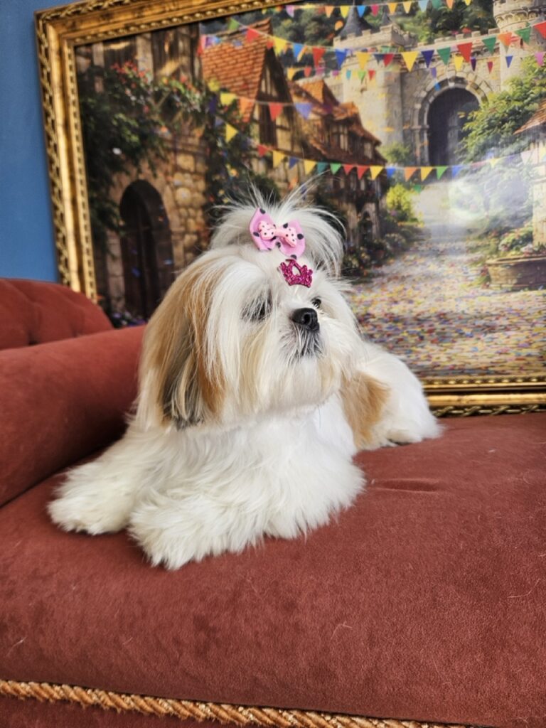 Amora Louise na Realeza Pets, foto 9