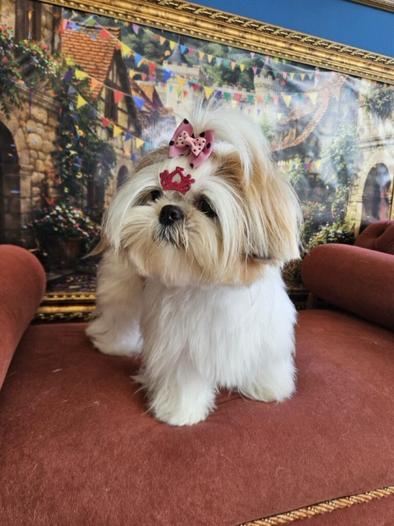 Amora Louise na Realeza Pets, foto 10