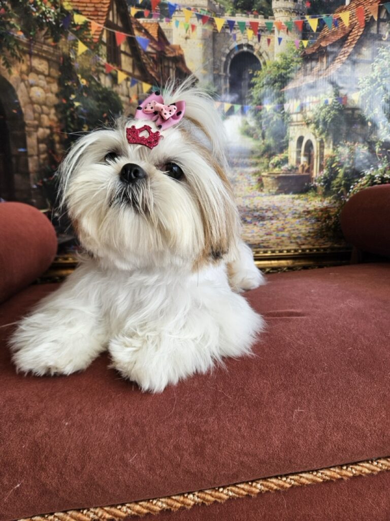 Amora Louise na Realeza Pets, foto 11